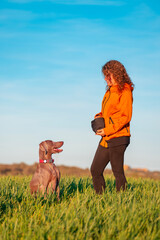 Young beautiful woman in a green meadow showing her pet, a Weimaraner breed dog. Weimaraner and a girl enjoying a beautiful warm and sunny day as best friends. - 781240403