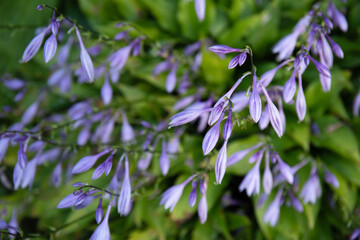 Hosta plants with purple flowers. Shade tolerant plants in a garden in summer