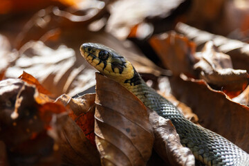 Grass snake, natrix natrix hidding in leaf from side. Animal reptile background