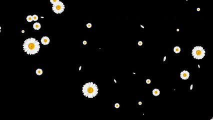 Exploding white spring flowers daisies and chamomile animation transition on black background with alpha matte.