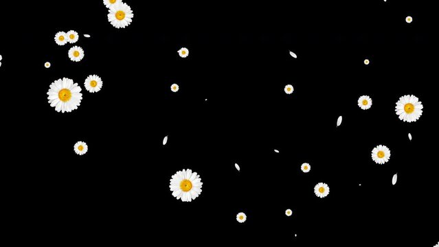Exploding white spring flowers daisies and chamomile animation transition on black background with alpha matte.