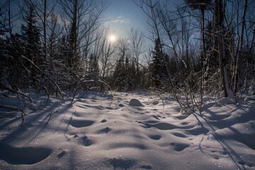 Fototapeta na wymiar Soft Sun Rays Over a Peaceful Snow Blanketed Forest