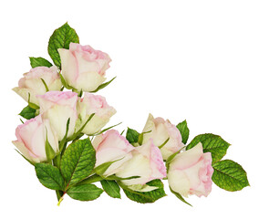 Pink rose flowers in a corner floral arrangement isolated on white or transparent background - 781242855
