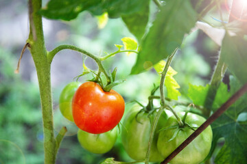 Ripe red tomato hanging on the branch in the garden.