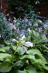 Hosta plants with purple and white flowers. Shade tolerant plants in a garden in summer
