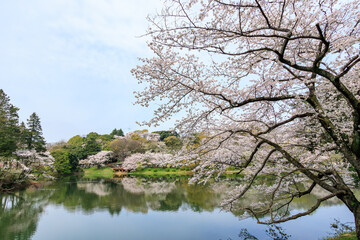 水辺で満開に咲く美しいソメイヨシノ（桜）。

桜の名所、日本国神奈川県横浜市鶴見区、三ツ池公園にて。
2024年4月7日撮影。


Beautiful Someiyoshino sakura (Cerasus x yedoensis, cherry blossom) trees in full bloom by the water.

At Mitsuike Park, Tsurumi Ward,