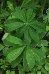 Lupine leaves with dew drops in a garden