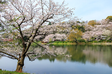 水辺で満開に咲く美しいソメイヨシノ（桜）。

桜の名所、日本国神奈川県横浜市鶴見区、三ツ池公園にて。
2024年4月7日撮影。


Beautiful Someiyoshino sakura (Cerasus x yedoensis, cherry blossom) trees in full bloom by the water.

At Mitsuike Park, Tsurumi Ward,