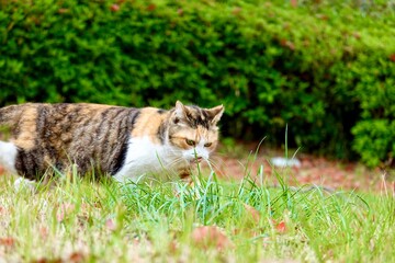 野良猫　草むら見つめる