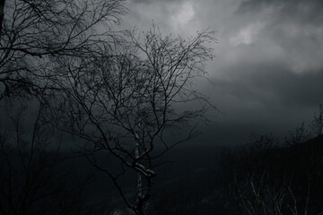 albero nel temporale