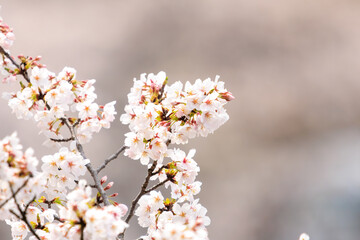 水辺で満開に咲く美しいソメイヨシノ（桜）。

桜の名所、日本国神奈川県横浜市鶴見区、三ツ池公園にて。
2024年4月7日撮影。


Beautiful Someiyoshino sakura (Cerasus x yedoensis, cherry blossom) trees in full bloom by the water.

At Mitsuike Park, Tsurumi Ward,