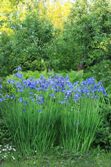 Blue swamp iris flowers on a green meadow in spring garden