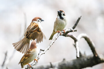 美しいソメイヨシノ（桜）の間を飛び回り盗蜜する可愛いスズメ（スズメ科）。

日本国神奈川県横浜市鶴見区、矢向一丁目公園にて。
2024年4月7日撮影。

Lovely Tree Sparrow (Passer montanus : family comprising sparrows) flitting among the beautiful Someiyoshino sakura (Cerasu