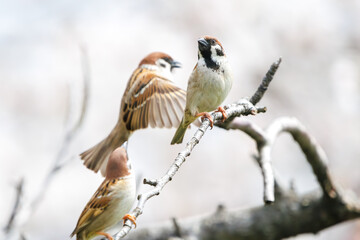 美しいソメイヨシノ（桜）の間を飛び回り盗蜜する可愛いスズメ（スズメ科）。

日本国神奈川県横浜市鶴見区、矢向一丁目公園にて。
2024年4月7日撮影。

Lovely Tree Sparrow (Passer montanus : family comprising sparrows) flitting among the beautiful Someiyoshino sakura (Cerasu