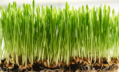 Closeup of fresh young green barley grass growing in soil. Homegrown microgreen or healthy nutritional supplement.