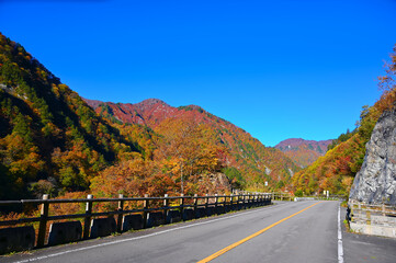 白山白川郷ホワイトロード　秋　紅葉　道　ロード　自然　石川県　白山市　絶景