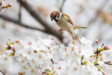 美しいソメイヨシノ（桜）の間を飛び回り盗蜜する可愛いスズメ（スズメ科）。

日本国神奈川県横浜市鶴見区、矢向一丁目公園にて。
2024年4月7日撮影。

Lovely Tree Sparrow (Passer montanus : family comprising sparrows) flitting among the beautiful Someiyoshino sakura (Cerasu