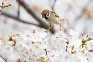 美しいソメイヨシノ（桜）の間を飛び回り盗蜜する可愛いスズメ（スズメ科）。

日本国神奈川県横浜市鶴見区、矢向一丁目公園にて。
2024年4月7日撮影。

Lovely Tree Sparrow (Passer montanus : family comprising sparrows) flitting among the beautiful Someiyoshino sakura (Cerasu