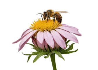 bee on pink flower isolated on transparent background