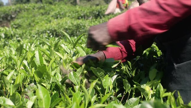 Close-up of hands while picking tea leaves. Worker on tea planation in Sri Lanka. Real time in 4K resolution.