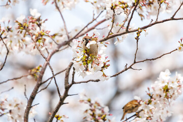 美しいソメイヨシノ（桜）の間を飛び回り盗蜜する可愛いスズメ（スズメ科）。

日本国神奈川県横浜市鶴見区、矢向一丁目公園にて。
2024年4月7日撮影。

Lovely Tree Sparrow (Passer montanus : family comprising sparrows) flitting among the beautiful Someiyoshino sakura (Cerasu