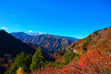 白山　秋　紅葉　白山白川郷ホワイトロード　道　ロード　自然　石川県　白山市　絶景