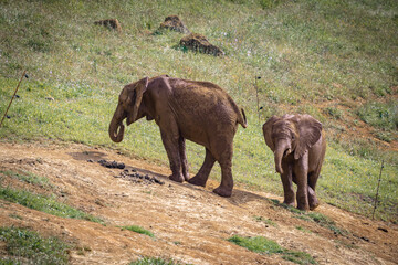 Elephant family playing together