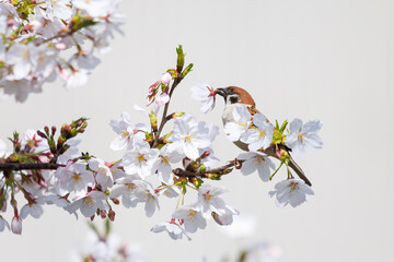 美しいソメイヨシノ（桜）の間を飛び回り盗蜜する可愛いスズメ（スズメ科）。

日本国神奈川県横浜市鶴見区、矢向一丁目公園にて。
2024年4月7日撮影。

Lovely Tree Sparrow (Passer montanus : family comprising sparrows) flitting among the beautiful Someiyoshino sakura (Cerasu