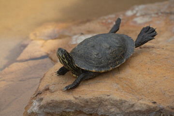 closeup of beautiful turtle on a rock that just woke up