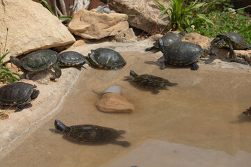 turtles in water and on rocks sunbathing
