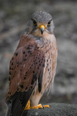portriat of eurasian kestrel bird