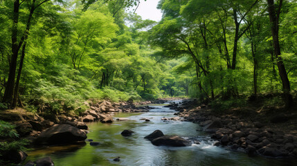 Obraz premium stream in the forest.