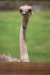 Foto auf Acrylglas portrait of common ostrich being funny, communicating © Barbara C