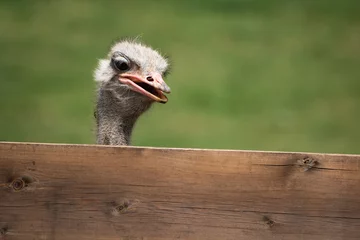 Gordijnen portrait of common ostrich being funny, communicating © Barbara C
