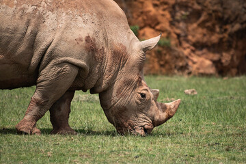 Obraz premium Portrait of beautiful rhinoceros eating grass