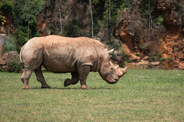 Fototapeta premium Portrait of beautiful rhinoceros eating grass