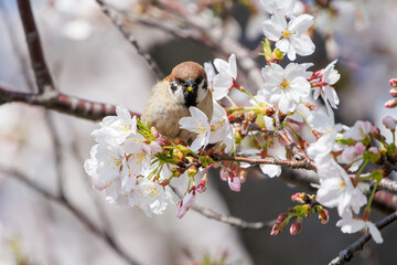 美しいソメイヨシノ（桜）の間を飛び回り盗蜜する可愛いスズメ（スズメ科）。

日本国神奈川県横浜市鶴見区、矢向一丁目公園にて。
2024年4月7日撮影。

Lovely Tree Sparrow (Passer montanus : family comprising sparrows) flitting among the beautiful Someiyoshino sakura (Cerasu