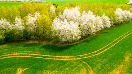 Blooming cherry trees. Orchard in spring landscape. Agriculture in European Union.
