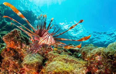 Underwater coral reef with fish. Coral fish underwater