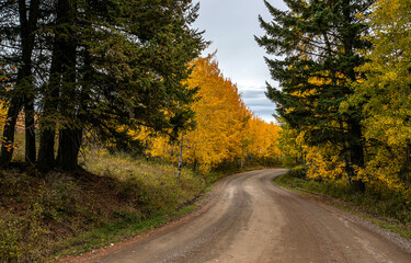 Fototapeta na wymiar Autumn forest road. road in autumn forest