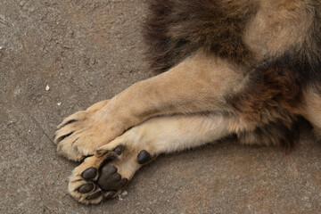 closeup of lion feet