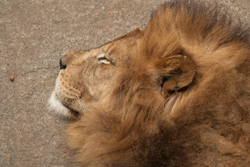 closeup of lion head, sleeping