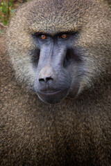 close up of baboon monkey face, feeling angry