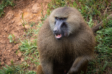 close up of baboon monkey face, feeling angry, screaming