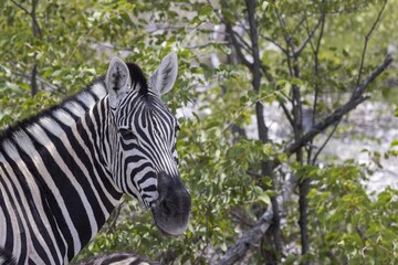 Portrait of a zebra from Etosha National park in Namibia