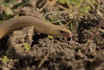 Adult male slow worm