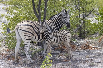 Fototapeta na wymiar Picture of a zebra mother and foal between bushes and trees in Etosha National Park