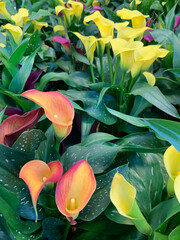 Molti bellissimi fiori di anthurium in un vivaio. Pianta decorativa, originaria dell'America tropicale. - 781252668