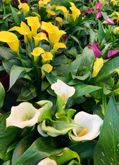 Molti bellissimi fiori di anthurium in un vivaio. Pianta decorativa, originaria dell'America tropicale. - 781252687