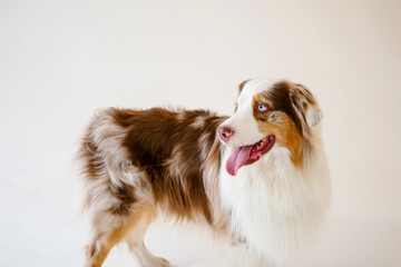 Australian Shepherd Dog, funny puppy Aussie smiles.